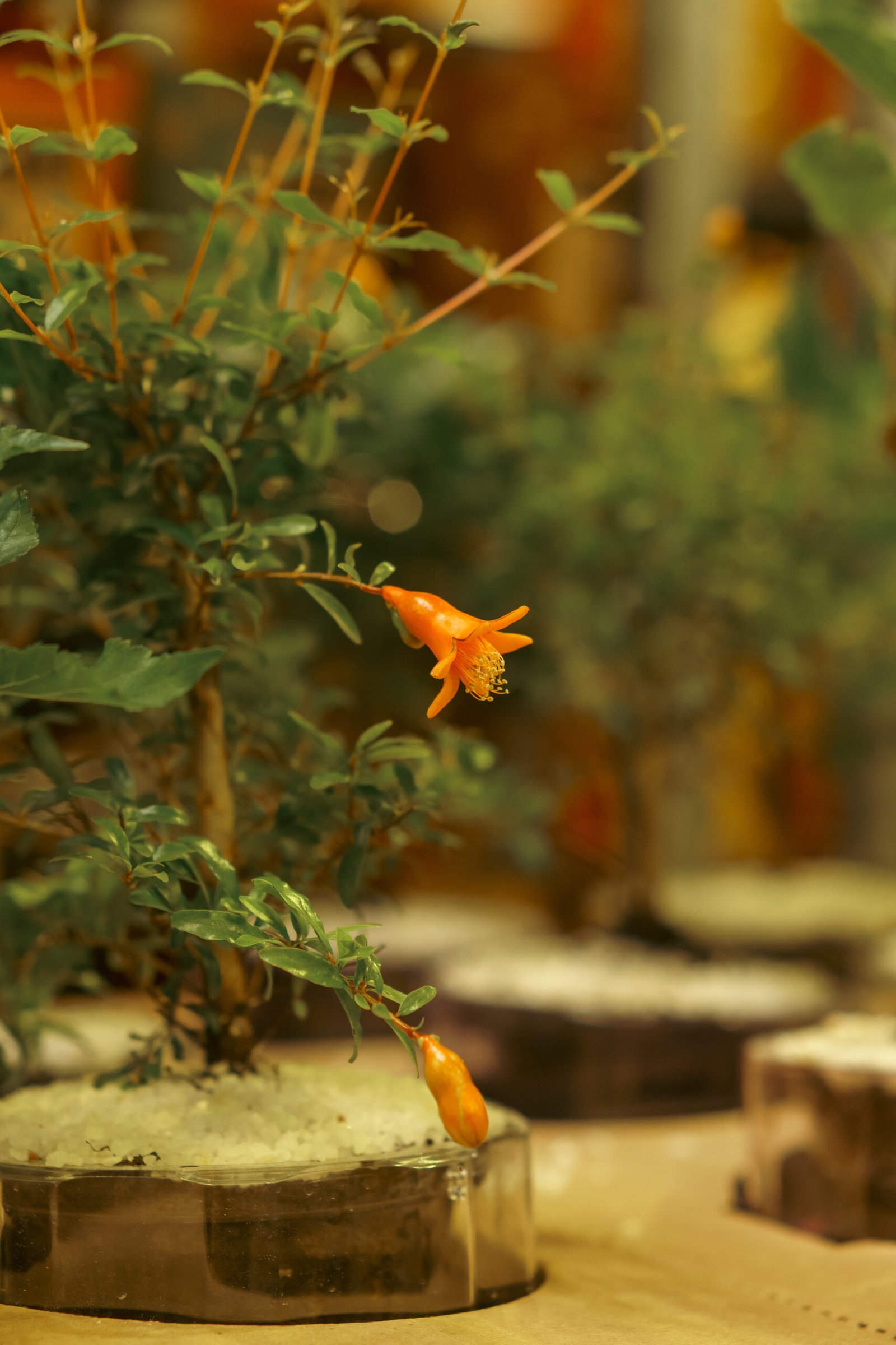 Image gallery marquee