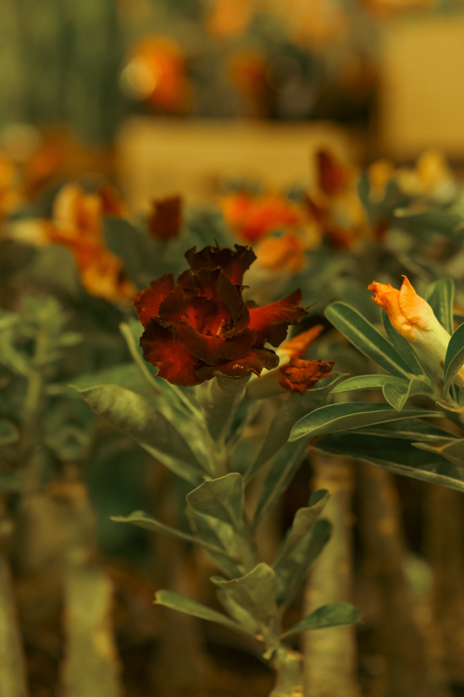 Image gallery marquee