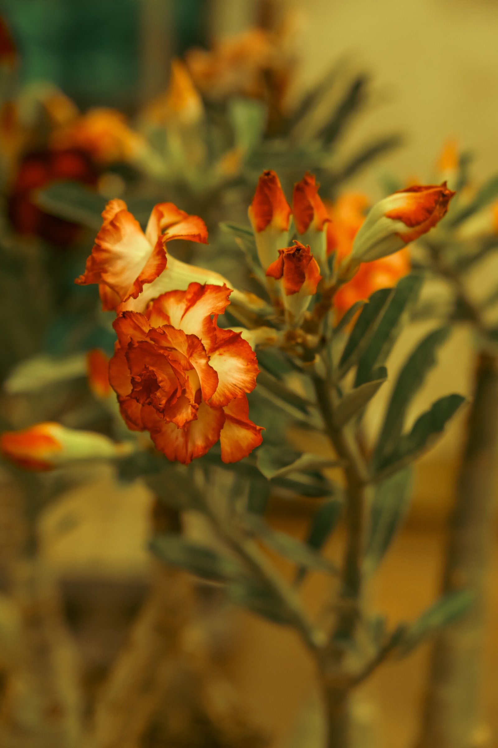 Image gallery marquee