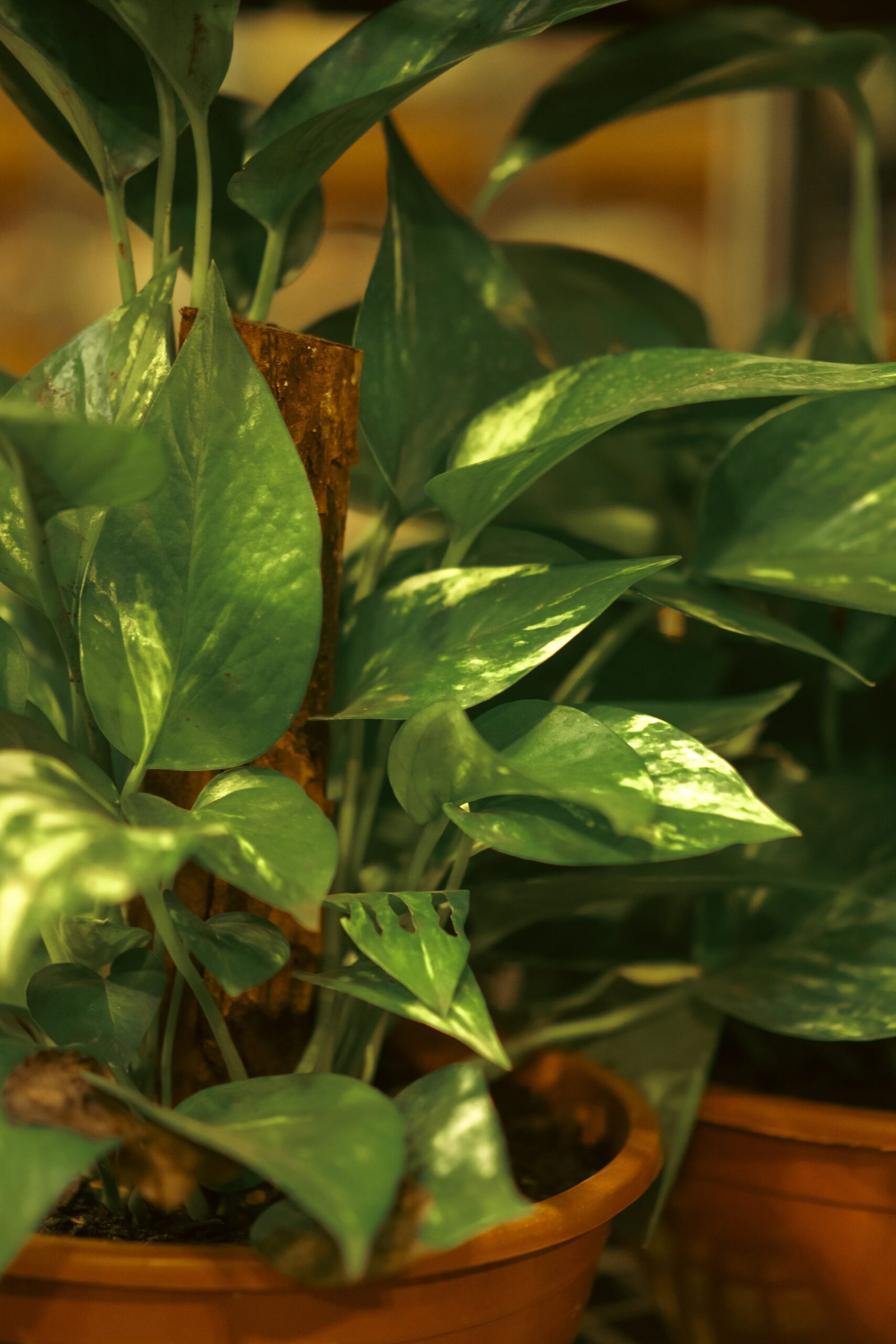 Image gallery marquee