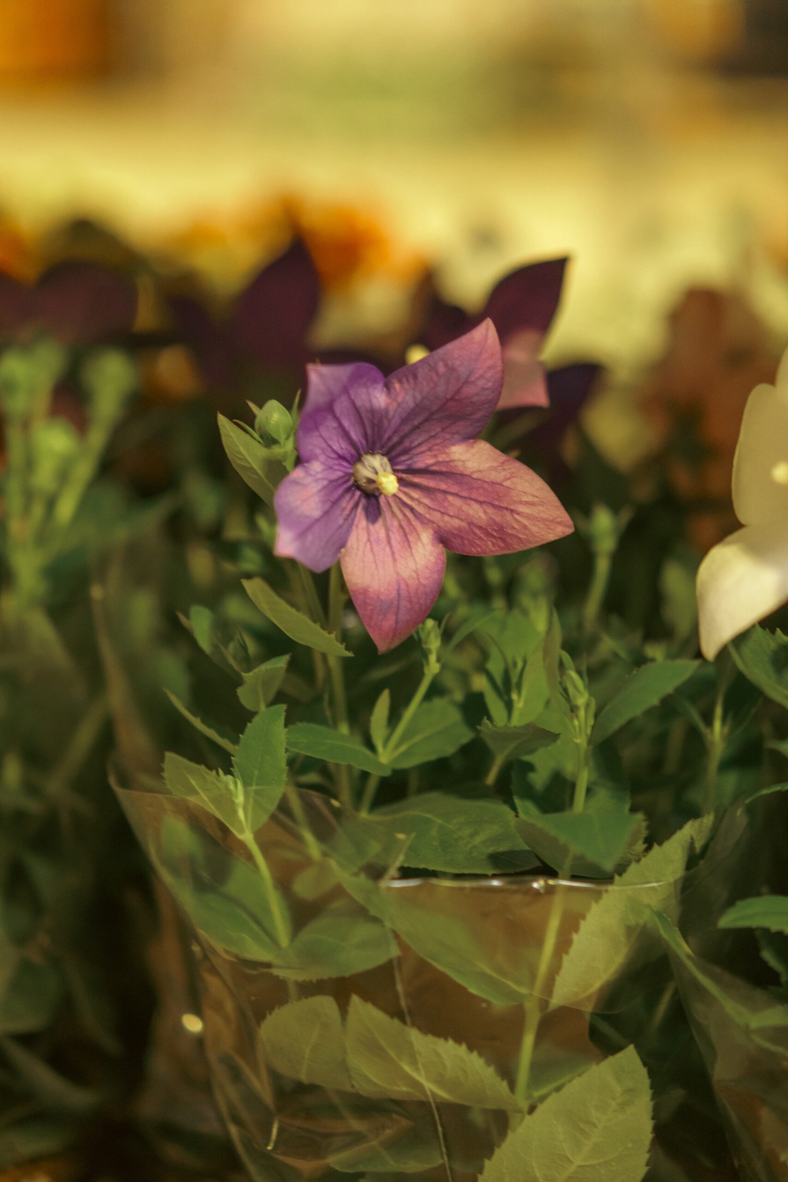 Image gallery marquee