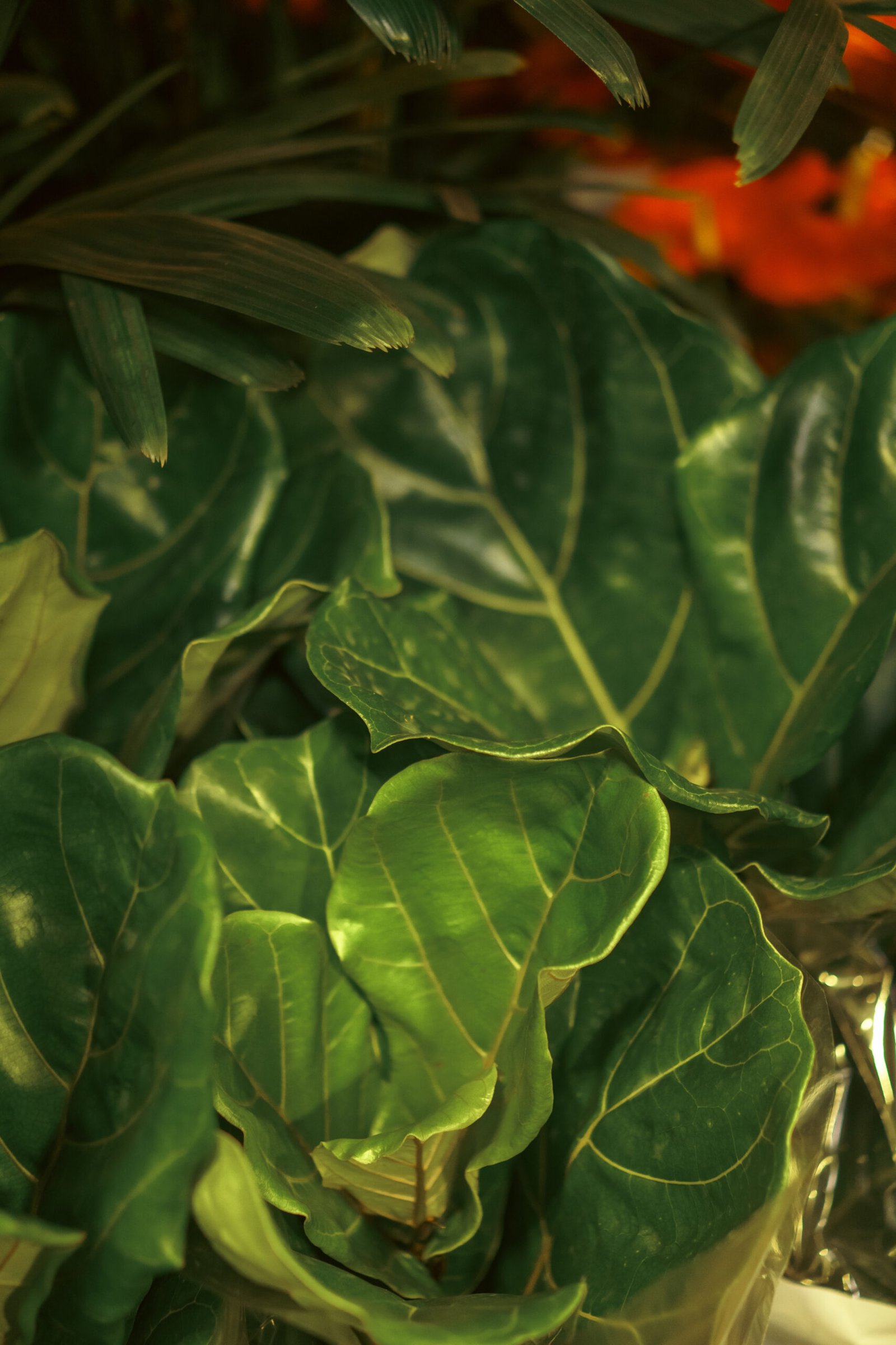 Image gallery marquee