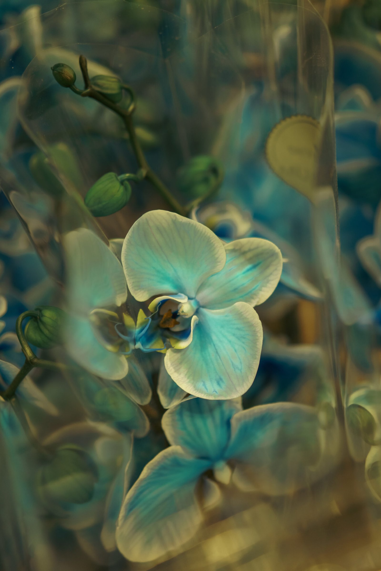 Image gallery marquee