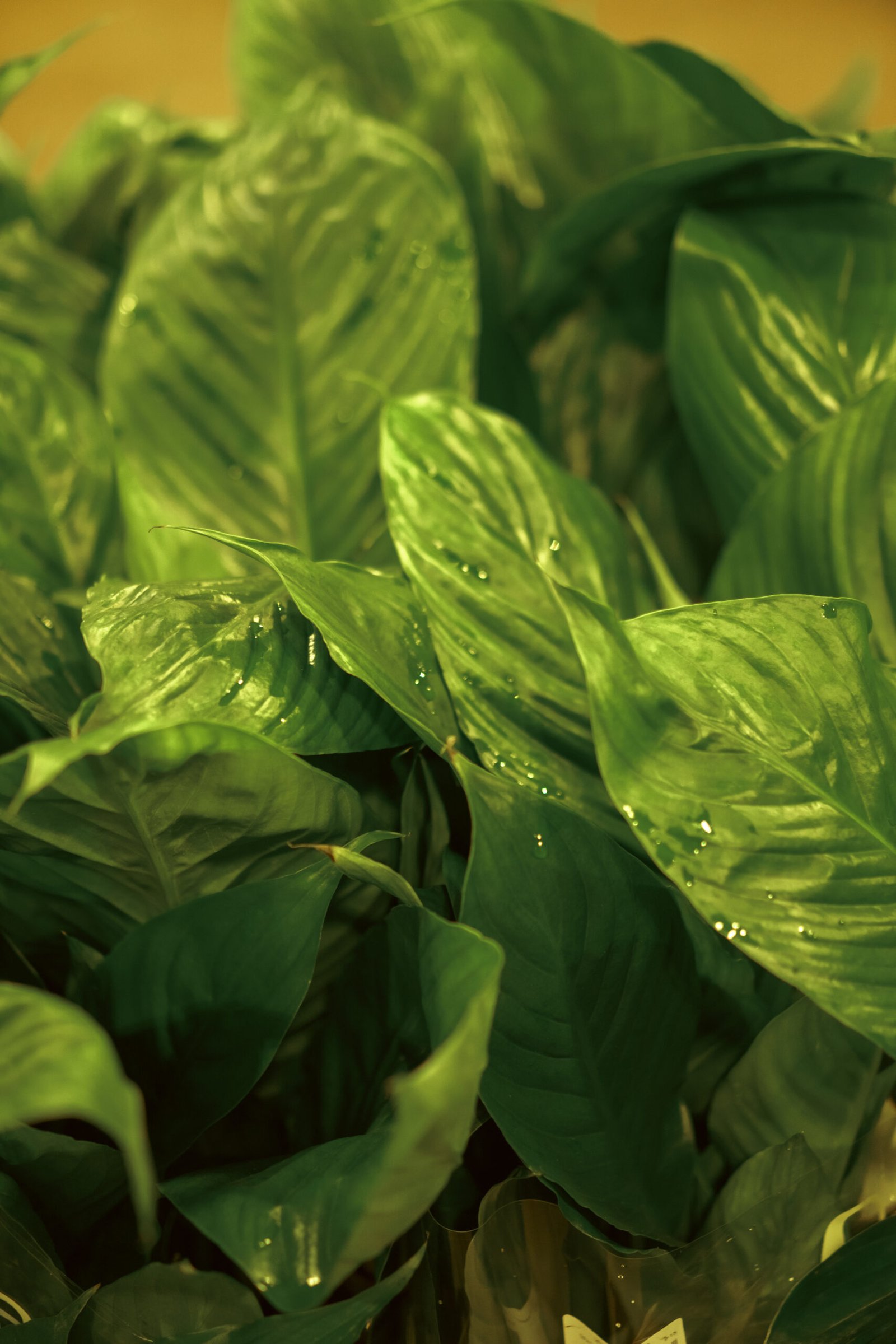 Image gallery marquee