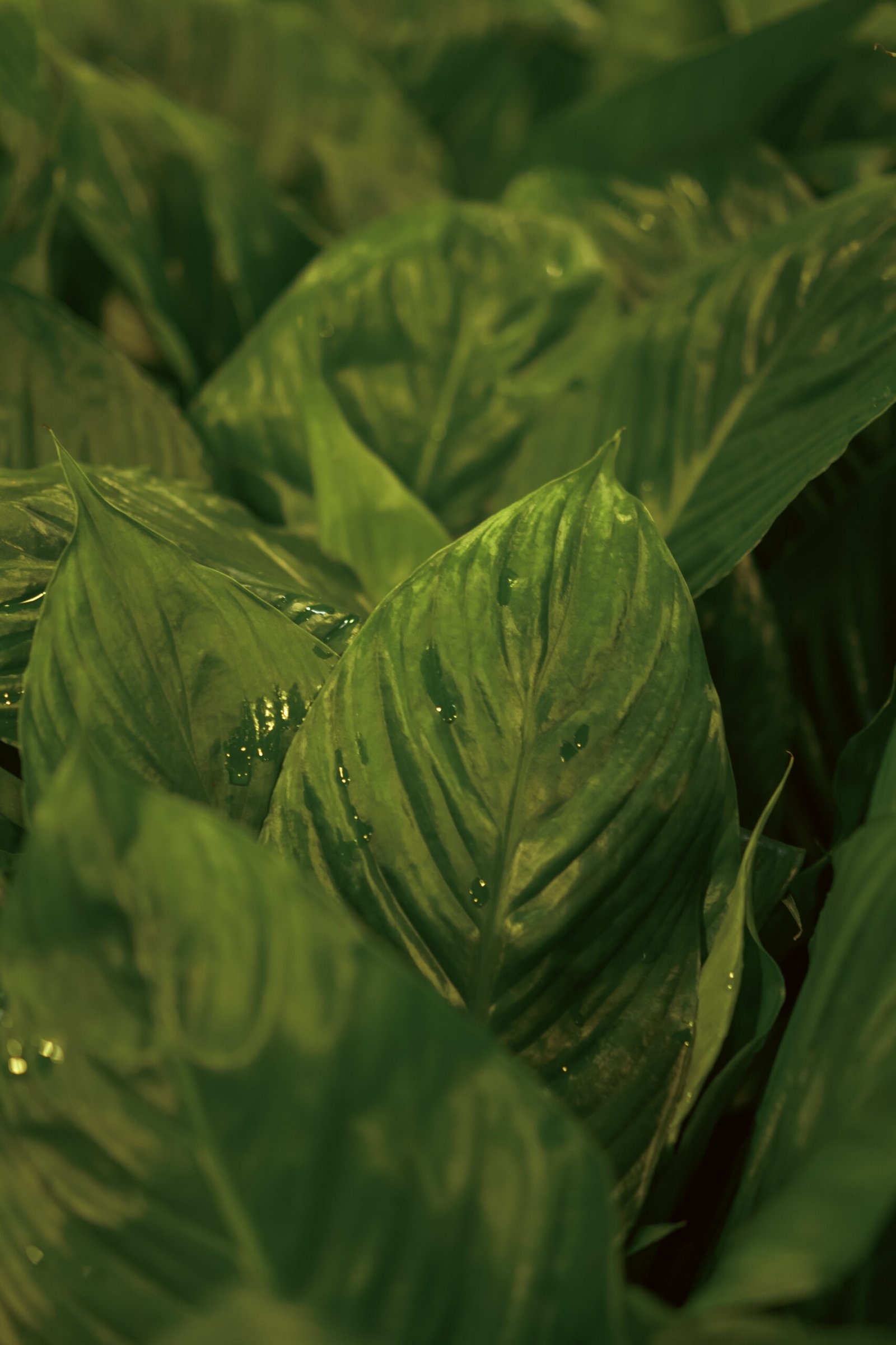 Image gallery marquee