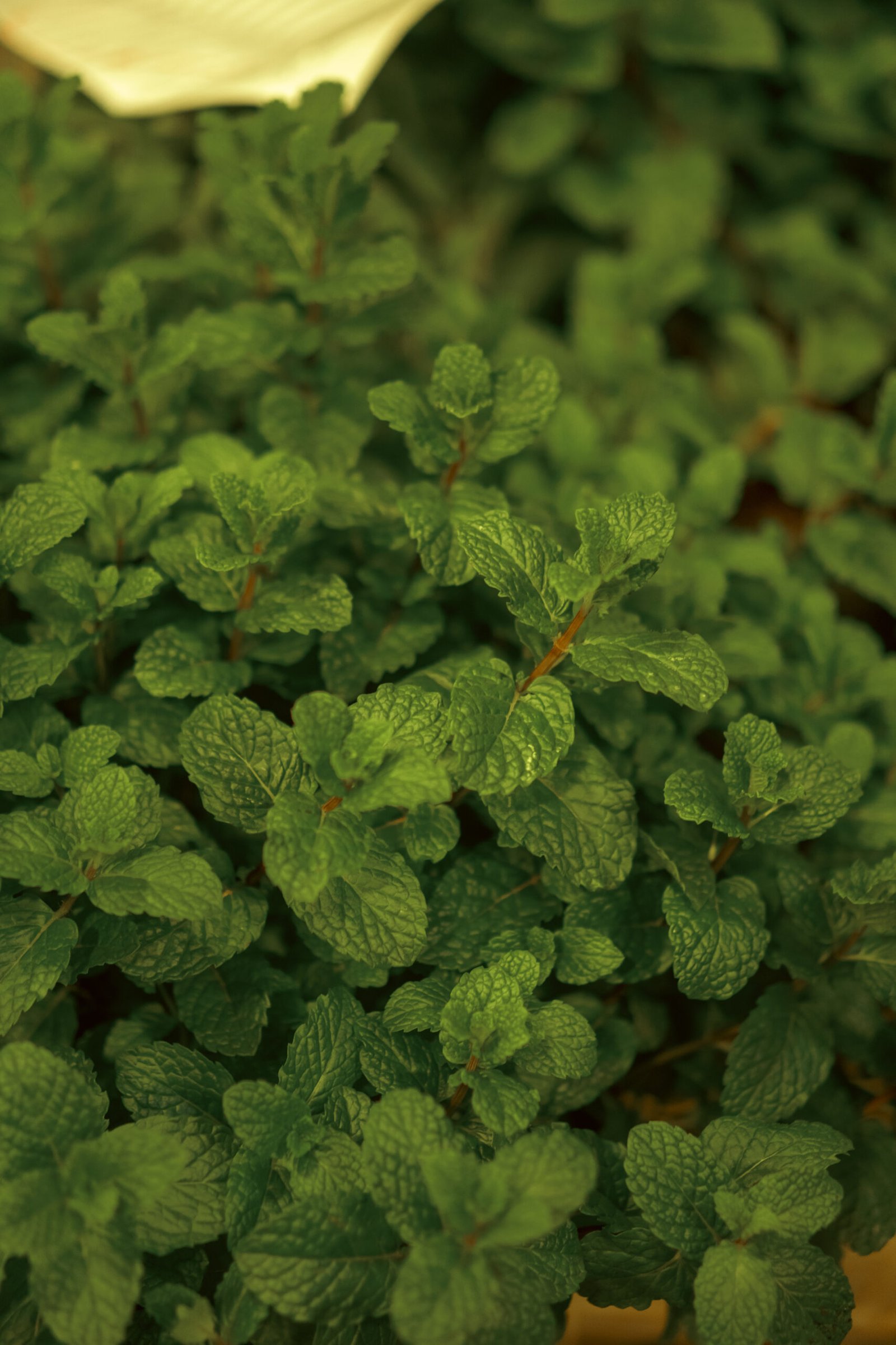 Image gallery marquee